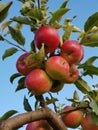 Organic red apples on a branch Royalty Free Stock Photo