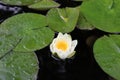 Photography of a nenuphar in a pond. Vegetation in summer.