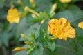 Photography of Oenothera biennis plant or common evening-primrose