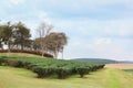 photography opening view of freshness countryside landscape organic green tea leaves farm business.