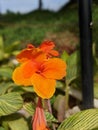 Photography of orange Blossoms in Garden city Royalty Free Stock Photo