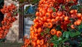 Photography of a orange narrowleaf firethorn Pyracantha angustifolia Royalty Free Stock Photo