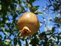 Orange pomegranate on tree branche