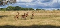 Photography of pack of wild deers at London Richmond Park