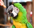 a photography of a parrot being fed a carrot by a person, macaw bird with green and yellow feathers being fed by a person Royalty Free Stock Photo