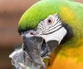a photography of a parrot with a green head and yellow feathers, macaw with green and yellow feathers and a yellow beak Royalty Free Stock Photo