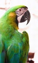 a photography of a parrot with a green and yellow feathers, macaw with green feathers and yellow beak sitting on a perch Royalty Free Stock Photo