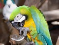 a photography of a parrot with a piece of metal in its mouth, macaw bird with green and yellow feathers sitting on a branch Royalty Free Stock Photo