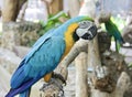 a photography of a parrot sitting on a branch with a bird in the background, there are two parrots sitting on a branch in a zoo Royalty Free Stock Photo