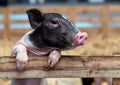 A Photography Of A Pig Sticking Its Tongue Out Over A Fence, Sus Scrofa Pig Sticking Its Tongue Out Over A Fence