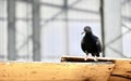 a photography of a pigeon sitting on a ledge in front of a window Royalty Free Stock Photo