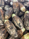 a photography of a pile of bananas with a bunch of them, corn is brown and white with a few green shoots