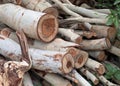 a photography of a pile of birch logs with a few leaves, lumbermill pile of birch logs piled on top of each other