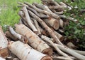 a photography of a pile of birch logs sitting in the grass, lumbermill pile of birch logs and twigs in a field