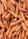 a photography of a pile of carrots with green tops, grocery store display of carrots with green tops and green stems