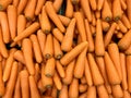 a photography of a pile of carrots with green tops, there are many carrots that are piled together in a pile