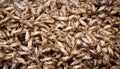 a photography of a pile of dead grasshoppers in a bowl, grasshoppers are gathered together in a pile