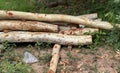a photography of a pile of logs sitting on the ground, pole sticks are piled on the ground in the grass