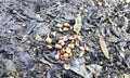 a photography of a pile of nuts on the ground, there are many nuts on the ground in the dirt