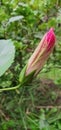 a photography of a pink flower budding in the middle of a forest, capitulum of a pink flower budding in the woods