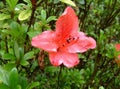 a photography of a pink flower with water droplets on it, pismire flower with water droplets on petals in a garden