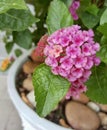a photography of a pink flower in a white pot with rocks, flowerpot with pink flowers and green leaves in a white pot