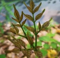 a photography of a plant with brown leaves on it, horse chestnut leaves on a branch in a garden with water Royalty Free Stock Photo