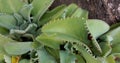 a photography of a plant with many leaves and a tree in the background, pismire plant with green leaves and white dots on it