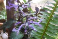 a photography of a plant with purple flowers and green leaves, flowerpots and plants in a garden with a wooden fence Royalty Free Stock Photo