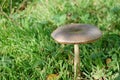 Photography of Pluteus cervinus mushroom