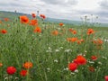 Poppy seed field under large clouds Royalty Free Stock Photo