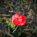 photography that portrays the mature that expresses itself in.shot that takes a solitary flower