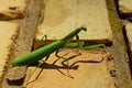 Photography of Praying Mantis on brick ground