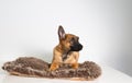 photography of a purebred belgian shepherd malinois puppy