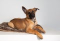 photography of a purebred belgian shepherd malinois puppy