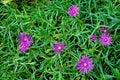 Aptenia flower Royalty Free Stock Photo