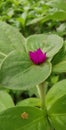 a photography of a purple flower on a green leaf in a garden, lycaenid butterfly on a leaf with a pink flower