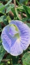 a photography of a purple flower with a white center, lycaenid butterfly on a flower in a garden