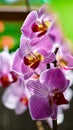 Photography of purple and pink beautiful orchids