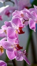 Photography of purple and pink beautiful orchids