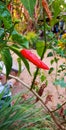 a photography of a red chili pepper growing on a plant, bell pepper plant with red and green peppers growing on it Royalty Free Stock Photo