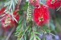 Photography of red cilindrical flower Callistemon