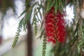 Photography of red cilindrical flower Callistemon