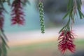 Photography of red cilindrical flower Callistemon