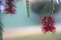 Photography of red cilindrical flower Callistemon