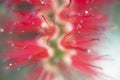 Photography of red cilindrical flower Callistemon