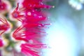 Photography of red cilindrical flower Callistemon