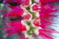 Photography of red cilindrical flower Callistemon