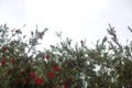 Photography of red cilindrical flower Callistemon