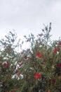 Photography of red cilindrical flower Callistemon